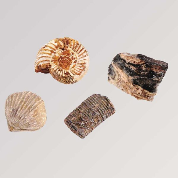 Expedition Natur - Das große Fossilien Ausgrabungs-Set Rabatt – Bild 4